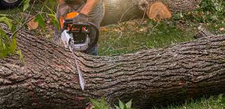 How Our Tree Care Process Works  in  Gilberts, IL