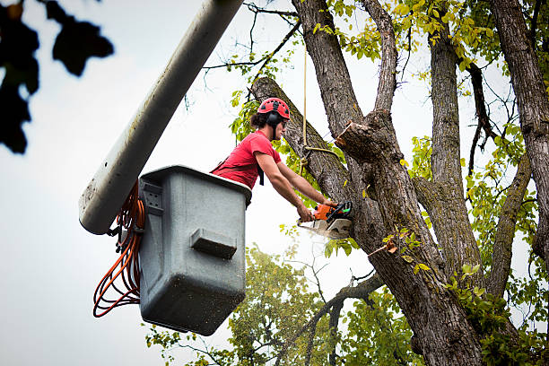 Reliable Gilberts, IL Tree Care Services Solutions